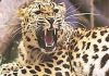 Minor boy among 3 injured in wild animal attack at Ladhoo Pampore