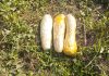 BSF SEIZED THREE PACKETS OF NARCOTICS FROM FEROZEPUR DISTRICT