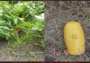 BSF TROOPS RECOVERS ONE PACKET OF SUSPECTED HEROIN FROM FEROZEPUR