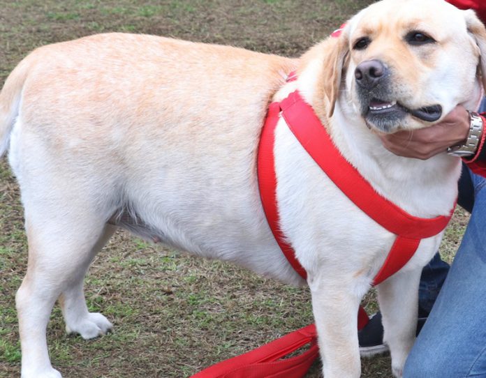 science-city-dog-show-on-29-jan-2023