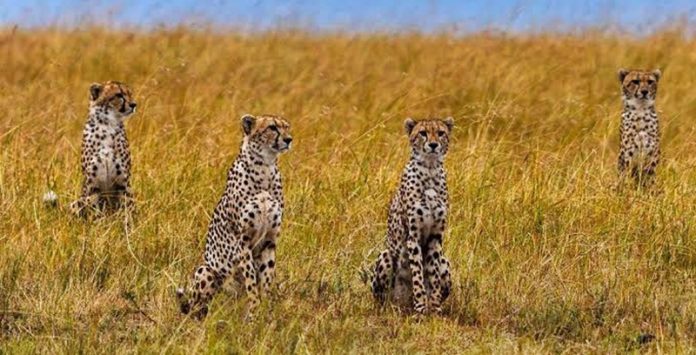 cheeta-import-from-south-africa