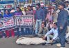 डा. पंपोश के कातिलों को गिरफ्तार करवाने के लिए बसपा ने फूंका मान सरकार का पुतला