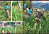 POLICE AND CIVIL ADMINISTRATION DESTROYED POPPY CULTIVATION