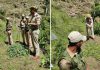 POLICE DESTROYED POPPY CULTIVATION IN PHAGSOO