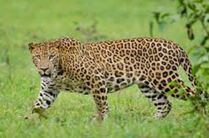 LEOPARD