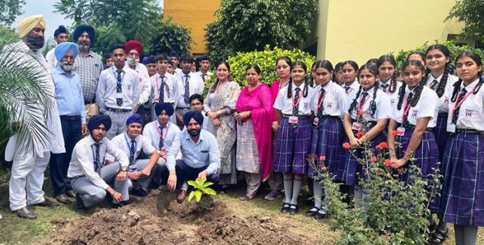 Tree Plantation 2