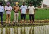 ਝੋਨੇ/ਬਾਸਮਤੀ ਦੀ ਫ਼ਸਲ ਉਪਰ ਗੈਰ-ਸਿਫਾਰਸ਼ਸ਼ੁਦਾ ਕੀਟਨਾਸ਼ਕਾਂ ਦੀ ਵਰਤੋਂ ਨਾ ਕੀਤੀ ਜਾਵੇ: ਡਾ. ਅਮਰੀਕ