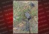 RECOVERY OF A DRONE BY BSF & PUNJAB POLICE IN TARN TARAN