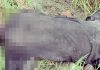 NEUTRALIZING OF PAK MISCREANT/ INTRUDER BY BSF
