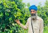ਪਿੰਡ ਕਾਲਾ ਨੰਗਲ ਦੇ ਕਿਸਾਨ ਕੁਲਜਿੰਦਰ ਦੇ ਖੇਤੀ ਮਾਡਲ ਨੇ ਕਿਸਾਨਾਂ ਨੂੰ ਨਵੀਂ ਰਾਹ ਦਿਖਾਈ