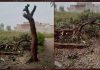 स्वर्ग आश्रम के समीप आम का पेड़ काटने पर बवाल, वन विभाग ने कही जांच कर कार्यवाही की बात