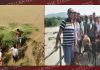 एनिमल केयर सोसायटी व युवा शक्ति की टीम ने बाढ़ में फंसे गोवंश को निकाला बाहर