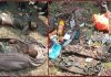 राजौरी के गांव में देखे गए थे आतंकी, मुठभेड़ खत्म