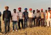 ਵਧੇਰੇ ਪੈਦਾਵਾਰ ਲਈ ਕਣਕ ਦੀ ਫਸਲ ਵਿੱਚੋਂ ਨਦੀਨਾਂ ਦੀ ਰੋਕਥਾਮ ਕਰਨ ਦੀ ਜ਼ਰੂਰਤ: ਡਾ. ਅਮਰੀਕ