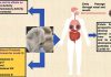 Mushroom derived bioactive compounds have potential to combat COVID-19 and other viral infections