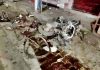 तेज़ रफ्तार कार ने कई वाहनों को मारी टक्कर, 4 की मौत, 4 गंभीर जख्मी