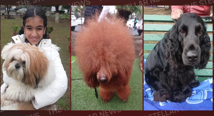 dog sho