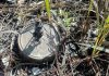 Army Detects 2 Landmines Along LoC In Poonch