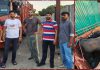 नगर निगम की ओर से आवारा पशुओं को पकड़ने के लिए टीम का गठन