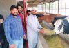 जावेद खान ने साथियों सहित गऊ सेवा कर मनाया ईद का त्यौहार