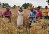 ਸਰਫੇਸ ਸੀਡਰ ਨਾਲ ਕਣਕ ਦੀ ਬਿਜਾਈ ਨੂੰ ਅਪਨਾਉਣ ਕਿਸਾਨ: ਕੋਮਲ ਮਿੱਤਲ