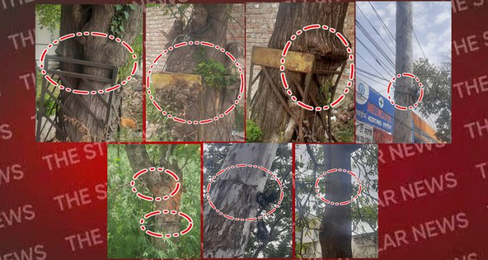 tree-guard-problem-hoshiarpur-punjab