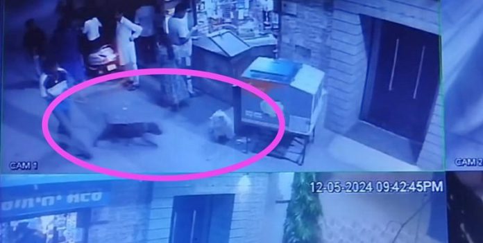 dogs attack