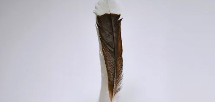 feathers