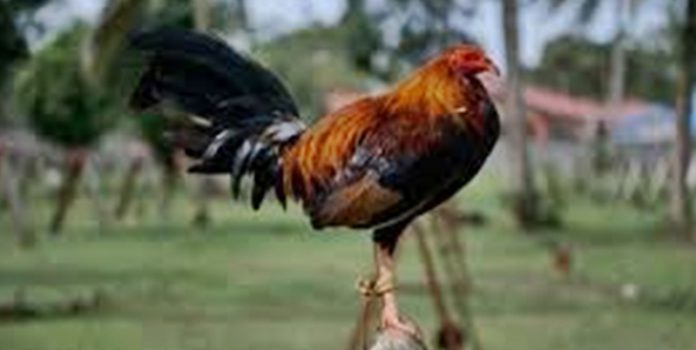hen