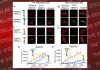 Camouflaging as a dead enzyme VEGFR1 holds key to medical solutions for colon and renal cancers