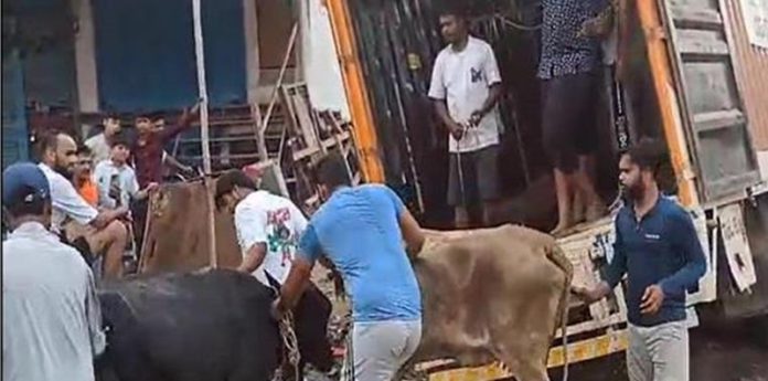 cows rescue