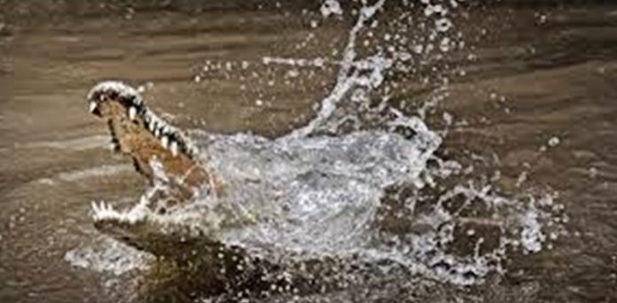 crocodile eat girl