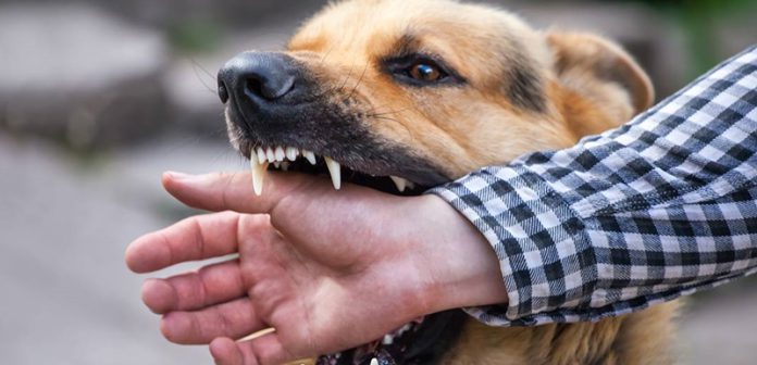 How-to-stop-pet-dog-from-attacking