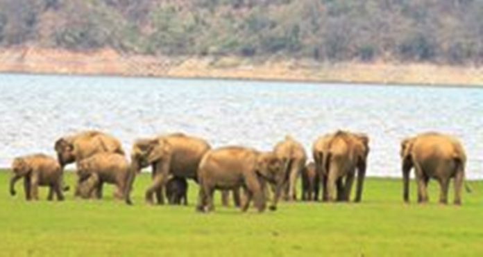 elephant