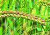 PM to release 109 high yielding, climate resilient and biofortified varieties of crops on 11th August