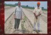 ਜ਼ਿਲ੍ਹੇ ‘ਚ ਕੌਮੀ ਬਾਗਬਾਨੀ ਮਿਸ਼ਨ ਸਕੀਮ ਤਹਿਤ ਬਾਗਬਾਨੀ ਨੂੰ ਪ੍ਰਫੂਲਿਤ ਕਰਨ ਲਈ 45 ਲੱਖ ਦਾ ਐਕਸ਼ਨ ਪਲਾਨ ਤਿਆਰ: ਡਾ. ਪੱਲਵੀ