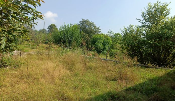 himchal ground