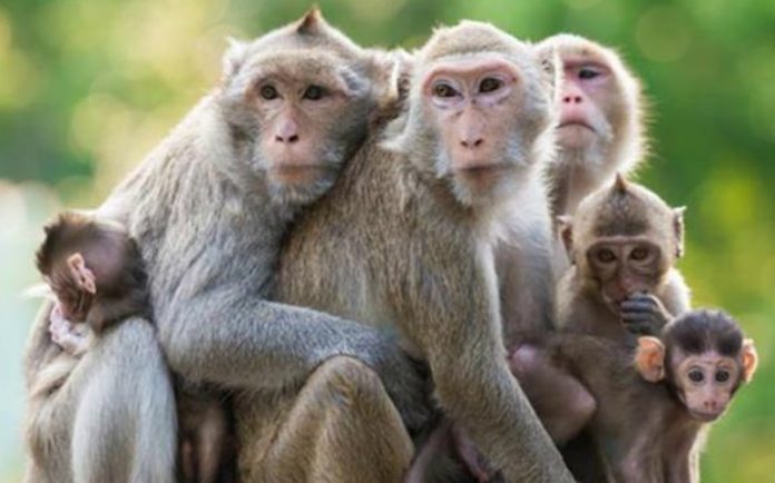 monkey