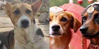 अनोखी शादी! कुत्ता बना दूल्हा, कुतिया बनी दुल्हन, सजाए गए मंडप, बांटे गए कार्ड, 500 बाराती होंगे शामिल