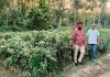 जालंधर में हरियावल बढ़ाने के लिए इस मानसून में 3.5 लाख से अधिक पौधे लगाए जाएंगे
