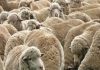 Rajouri Police Solved Theft Case ; Stolen Sheep and Cash Recovered in Kotranka