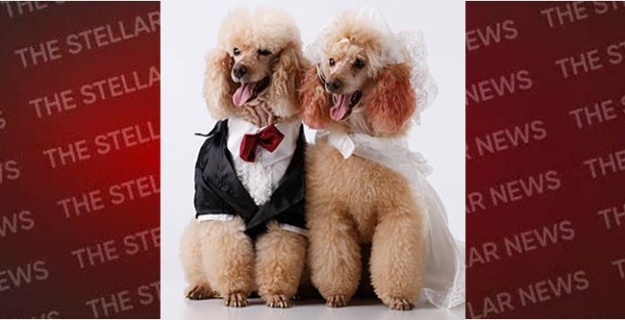 dogs