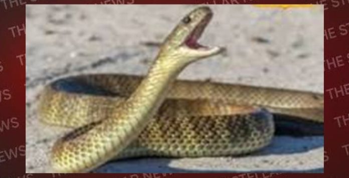 snake 56