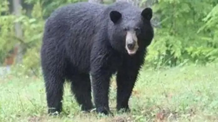 bear attack on woman