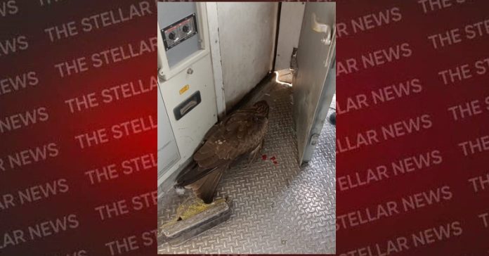 eagle collapse train