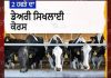 2 ਹਫਤੇ ਦਾ ਡੇਅਰੀ ਸਿਖਲਾਈ ਕੋਰਸ 20 ਅਪ੍ਰੈਲ ਤੋਂ
