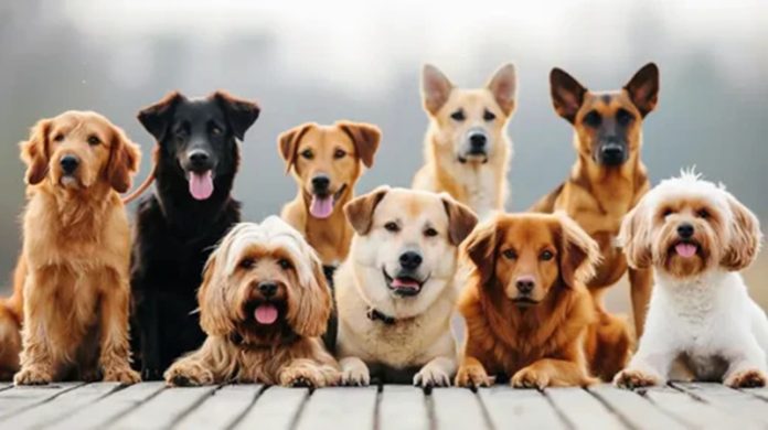 hariyana dogs