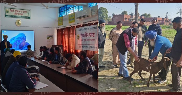 goat-farming-hoshiarpur-punjab