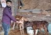 ईद पर जावेद खान का अनूठा प्रयासः गौ-सेवा कर दिया मानवता व सद्भाव का संदेश