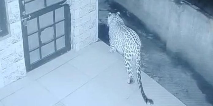 leopard home enter hamirpur